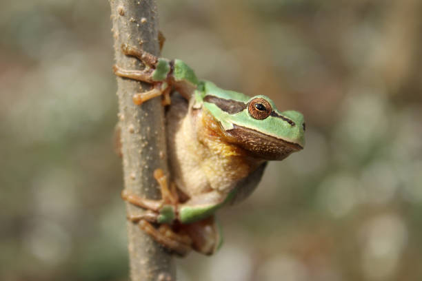 istock European tree frog (Hyla arborea) on the tree in natural habitat 1200503380