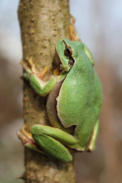 istock European tree frog (Hyla arborea) on the tree in natural habitat 1200503386
