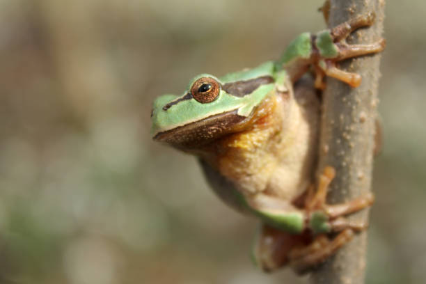 istock European tree frog (Hyla arborea) on the tree in natural habitat 1200503401