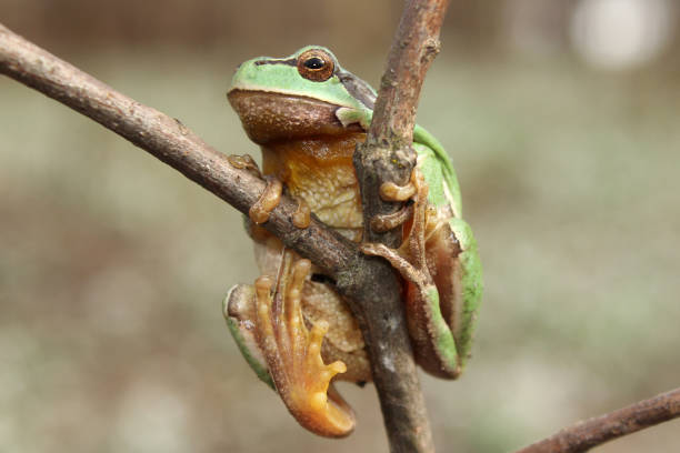 istock European tree frog (Hyla arborea) on the tree in natural habitat 1200503417