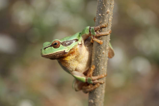 istock European tree frog (Hyla arborea) on the tree in natural habitat 1200503426