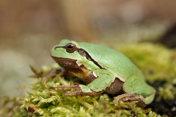 istock European tree frog (Hyla arborea) on the tree in natural habitat 1200503440