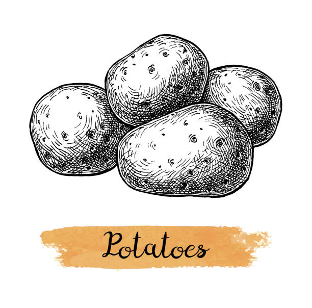 ilustraciones, imágenes clip art, dibujos animados e iconos de stock de boceto de tinta de patatas. - raw potato isolated vegetable white background