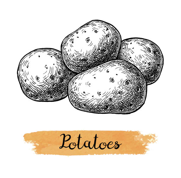 illustrations, cliparts, dessins animés et icônes de croquis d'encre des pommes de terre. - raw potato isolated vegetable white background