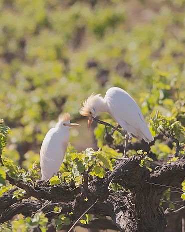 Two Cattle Egrets (Bubulcus ibis) perch and preen on the tops of old grape vines in central Chile