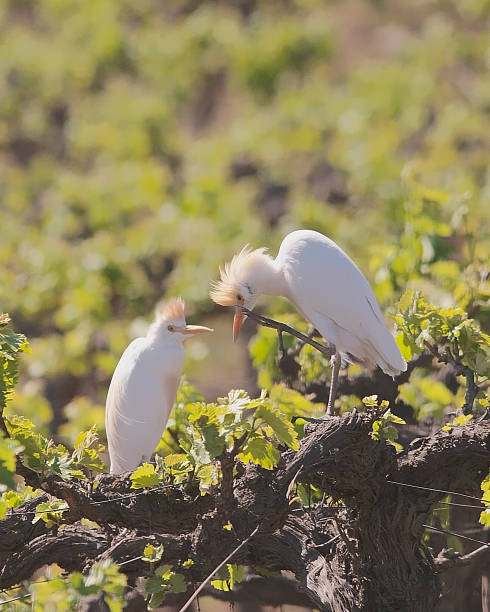 Two Cattle Egrets perch in a vineyard. stock photo