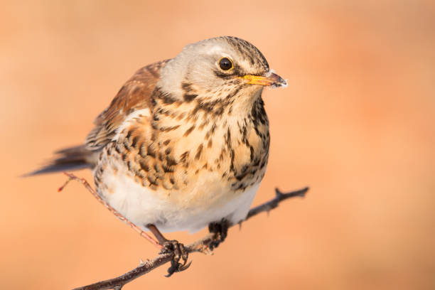 Fieldfare (Turdus pilaris) bird very close up, field thrush