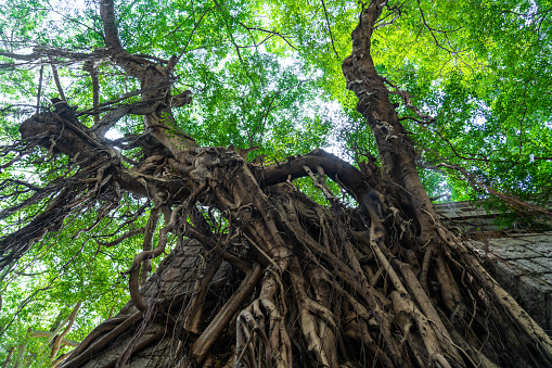 Ficus root