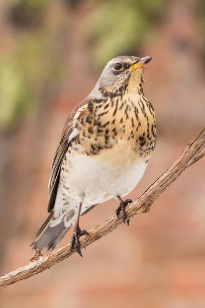 istock Fieldfare (Turdus pilaris) thrush bird close up 1200505038