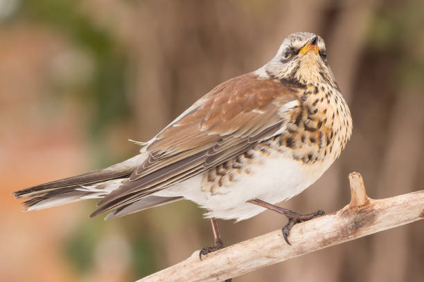 istock Fieldfare (Turdus pilaris) thrush bird close up 1200505044