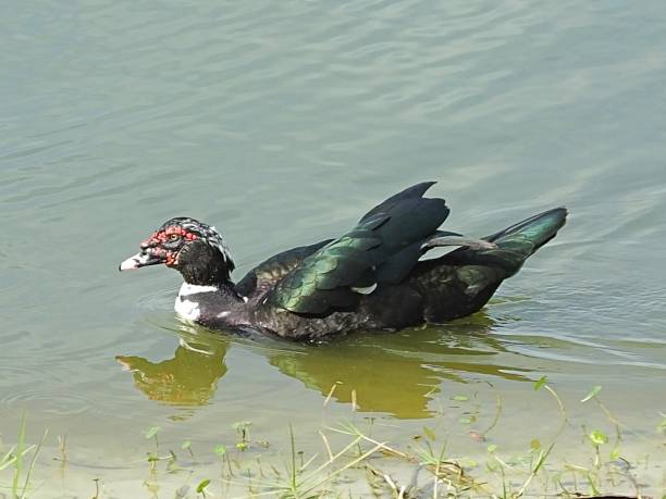 istock Muscovy Duck (Cairina moschata) swimming in a lake 1200505142