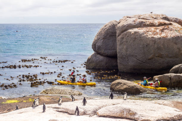 A group of tourists on paddle skis viewing penguins near Boulders Beach, Simon's Town, South Africa SIMONSTOWN, SOUTH AFRICA - JANUARY 02 2020 : A group of tourists on kayaks viewing penguins near Boulders Beach, Simon's Town, South Africa boulder beach western cape province photos stock pictures, royalty-free photos & images