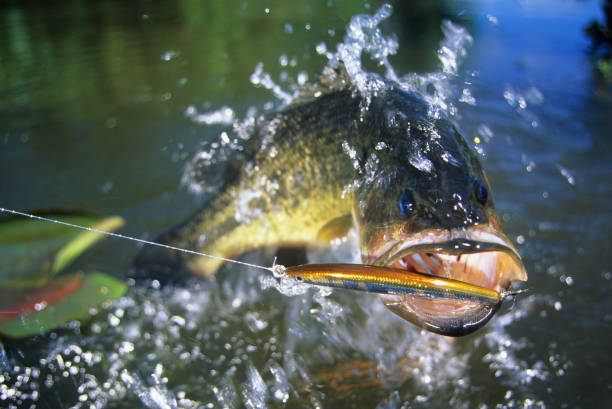 большой бас 6268 - largemouth bass стоковые фото и изображения