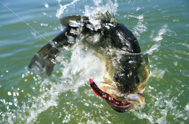 istock Largemouth Bass 6332 1200509047