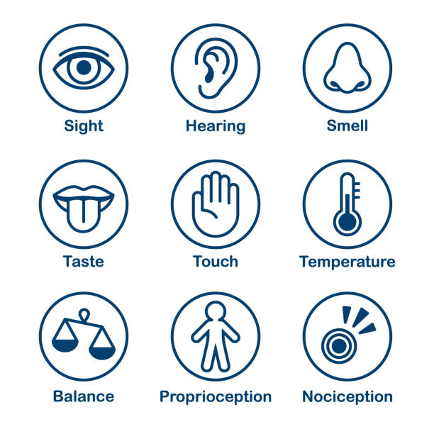 Human senses icon set Icon set of human senses of perception. Sight, smell, hearing, touch, taste and sense of balance, temperature, body and pain. Simple, minimal line icons vector illustration. sense of science and technology stock illustrations
