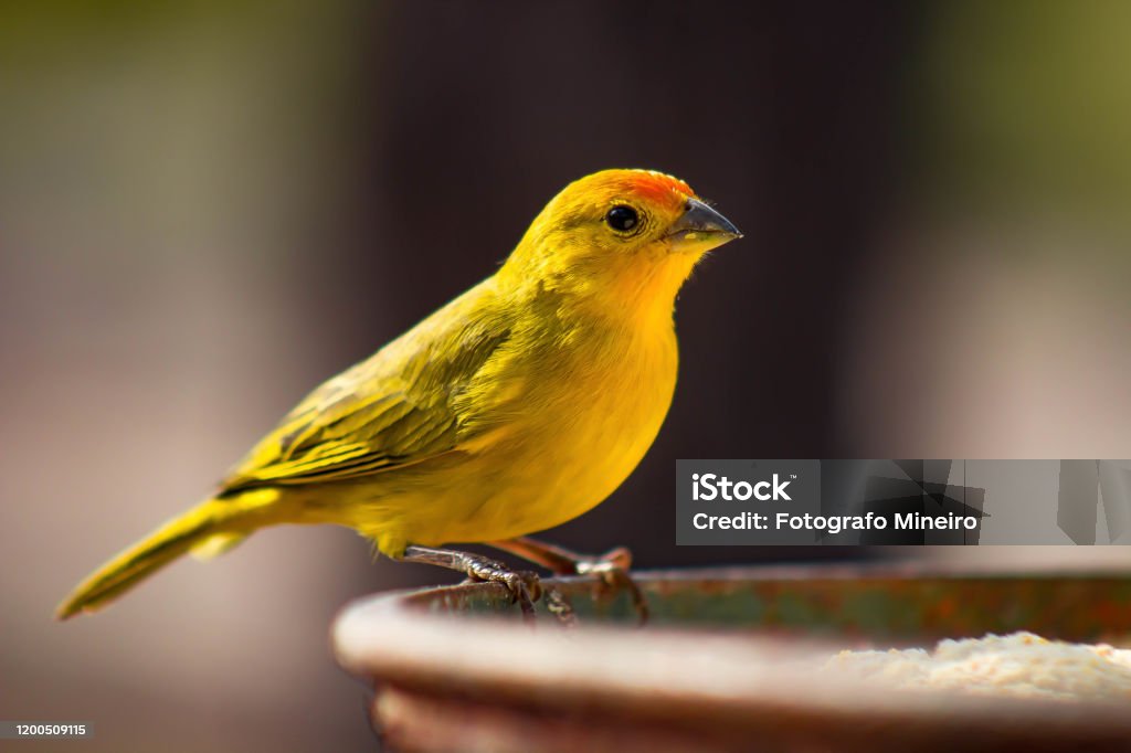 Canari de terre - Photo de Canari libre de droits