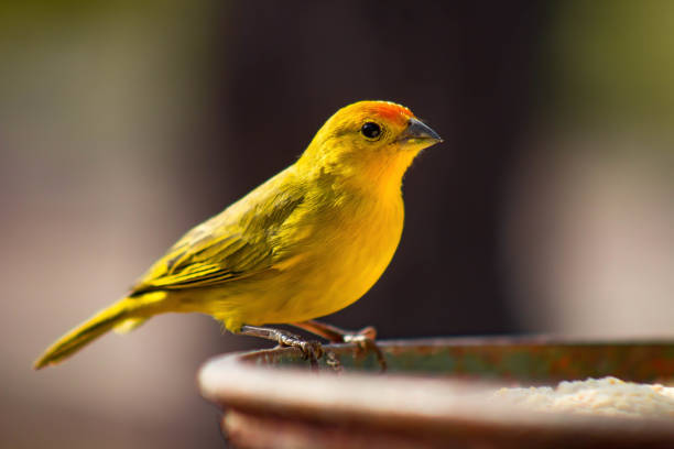 Earth canary The real canary (Sicalis flaveola) is also known as the garden canary. Photo for background. ornithology photos stock pictures, royalty-free photos & images
