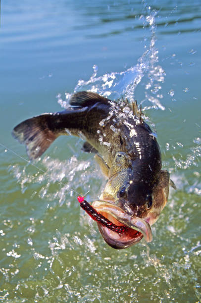 istock Largemouth Bass 6331 1200509981