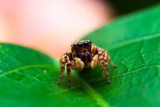 Photo of macro image of jumping spider. macro mode close up shot animal and insect.