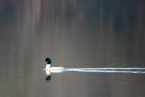 istock a merganser swims on a lake with calm water surface 1200510321