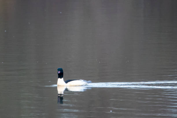 istock a merganser swims on a lake with calm water surface 1200510332