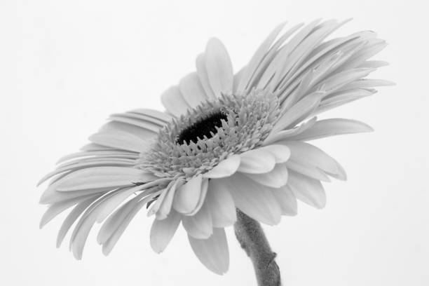 istock Black and white, closeup image of a Gerbera 1200512622