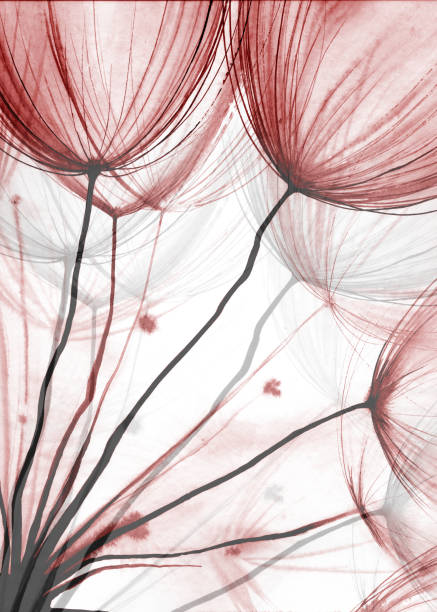 Dandelion Blow Ball. Red and Black Watercolor background. Drawing plant element. Monochrome illustration of overlapping shapes. double flower stock illustrations