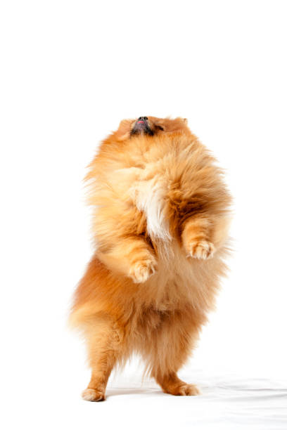 istock Cute pomeranian dog walking on two legs on white background 1200512799