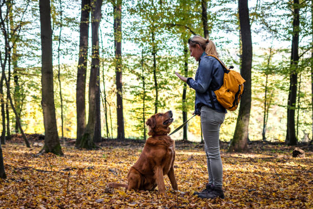 tiertrainerin macht gehorsamstraining mit ihrem hund im freien - animal sitting brown dog stock-fotos und bilder