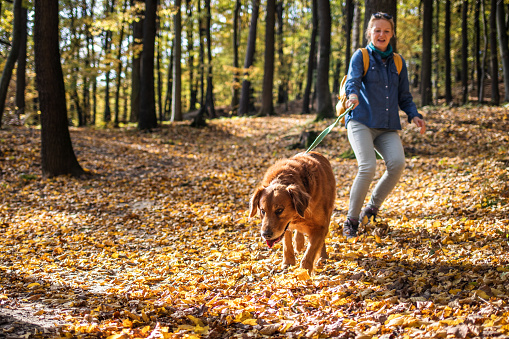 Perro grande está arrastrando el dueño de la mascota en el bosque de otoño photo