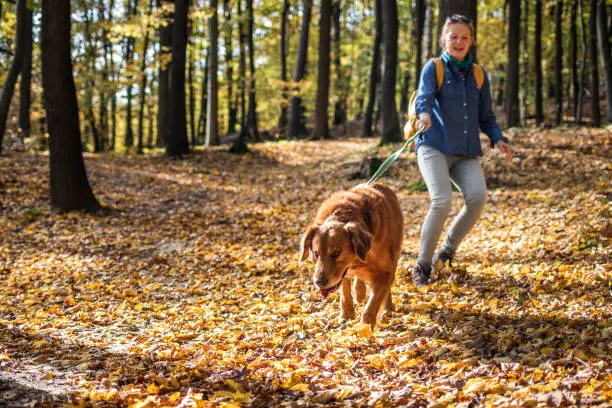 Photo of Big dog is dragging pet owner in autumn forest