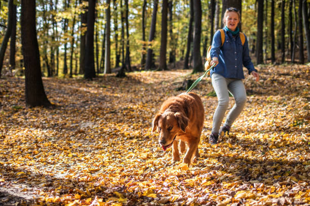 duży pies ciągnie właściciela zwierzęcia w jesiennym lesie - action dog outdoors animal trainer zdjęcia i obrazy z banku zdjęć