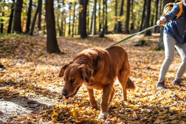 Big dog is pulling pet owner in autumn forest Woman is walking with her retriever outdoors. Female pet owner with her dog during obedience training in nature dragging photos stock pictures, royalty-free photos & images