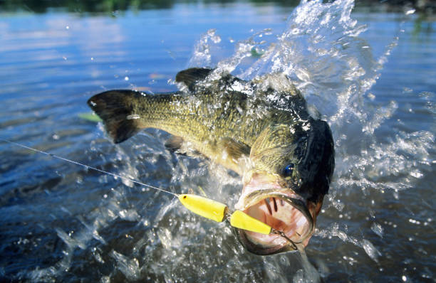 persico trota 6402 - largemouth bass foto e immagini stock