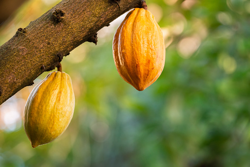 Cacao tree with yellow pods