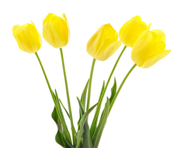 istock Bouquet of yellow tulips. 1200514165