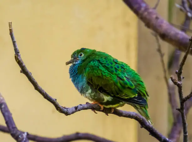 Photo of closeup portrait of a white eared catbird, colorful and tropical bird specie from new guinea