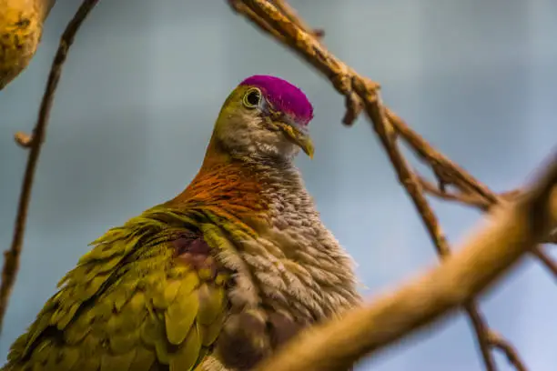 Photo of purple crowned fruit dove in closeup, colorful tropical bird specie, popular pet in aviculture