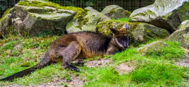 Photo of closeup of a swamp wallaby laying on the ground, tropical marsupial from Australia