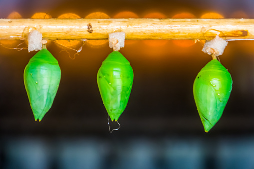 closeup of peleides blue morpho cocoons, green butterfly pupa, entomoculture background