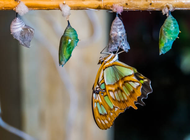 malachite butterfly coming out of its cocoon, pupation process, entomoculture background - metamorphism imagens e fotografias de stock