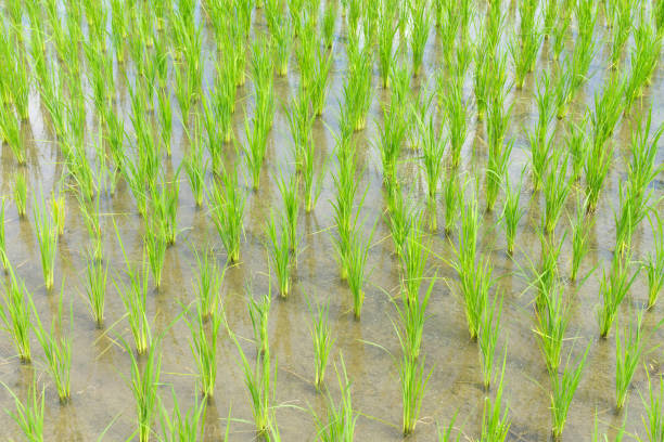 istock Rice sprouts plant growth in rice field. 1200516602