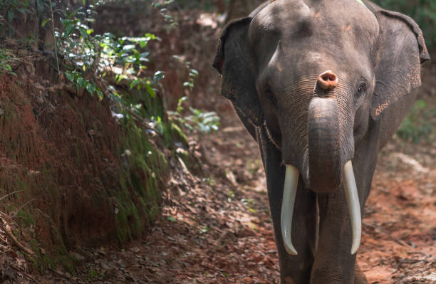 istock Elephants bathing and walking in the tropical rainforest river at Chiang Mai Thailand 1200520603
