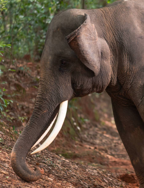 istock Elephants bathing and walking in the tropical rainforest river at Chiang Mai Thailand 1200520604