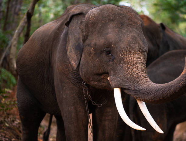 istock Elephants bathing and walking in the tropical rainforest river at Chiang Mai Thailand 1200520606