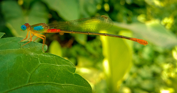 Dragonfly.Dragonflies.A rare species of dragonfly found in a garden in a tropical fotest in india.