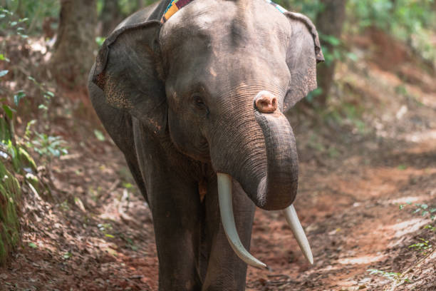 istock Elephants bathing and walking in the tropical rainforest river at Chiang Mai Thailand 1200520667