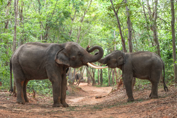 istock Elephants bathing and walking in the tropical rainforest river at Chiang Mai Thailand 1200520704