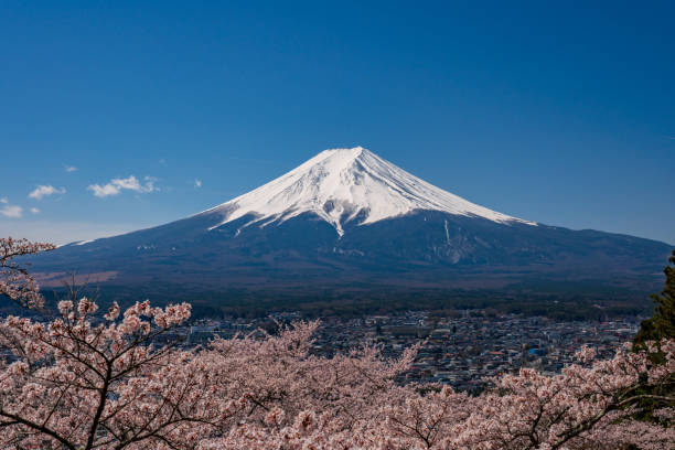 春の富士山は、川口湖富士吉田の桜と共に。