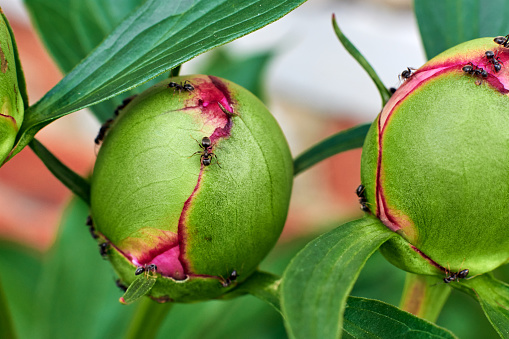 Buds of pink peonies and ants on flowers close-up.